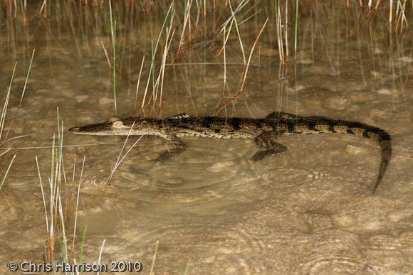 Morelet's Crocodile (Crocodylus moreletii)