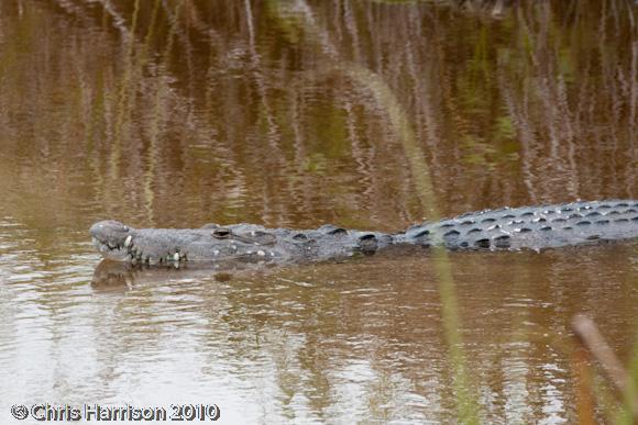 Morelet's Crocodile (Crocodylus moreletii)