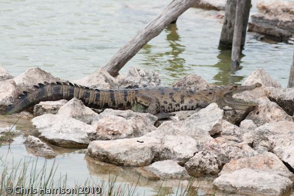 Morelet's Crocodile (Crocodylus moreletii)