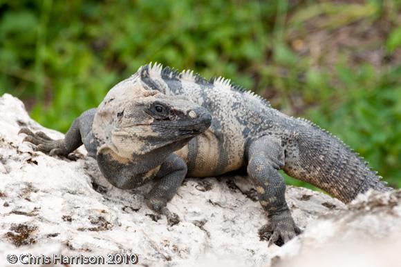 Gray's Spiny-tailed Iguana (Ctenosaura similis similis)