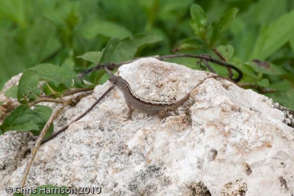 Silky Anole (Anolis sericeus)