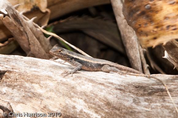 Yellow-spotted Spiny Lizard (Sceloporus chrysostictus)