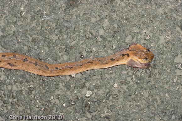 Northern Cat-eyed Snake (Leptodeira septentrionalis)