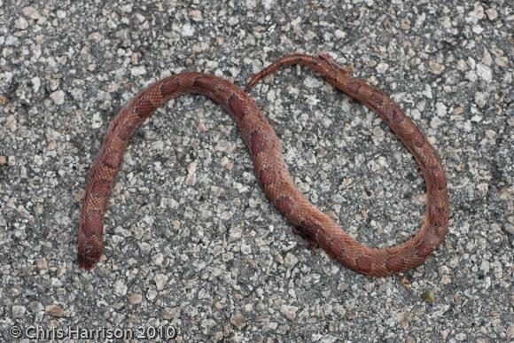 Blotched Hook-nosed Snake (Ficimia publia)