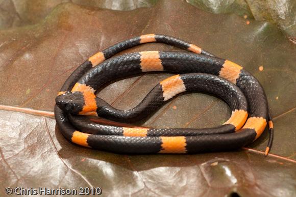 Snail-eating Thirst Snake (Dipsas brevifacies)