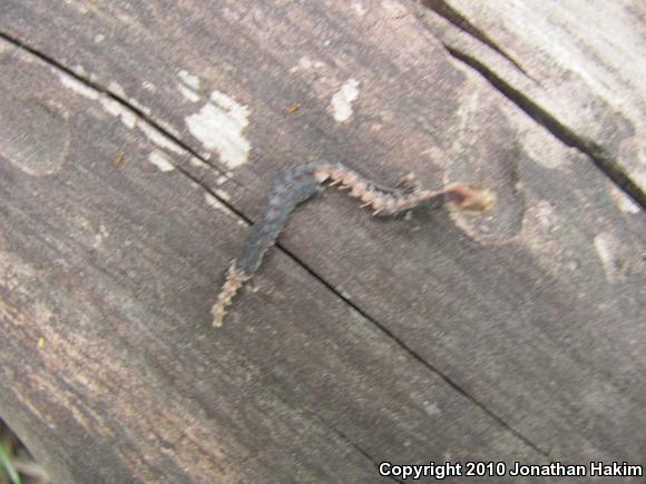 Black-bellied Slender Salamander (Batrachoseps nigriventris)