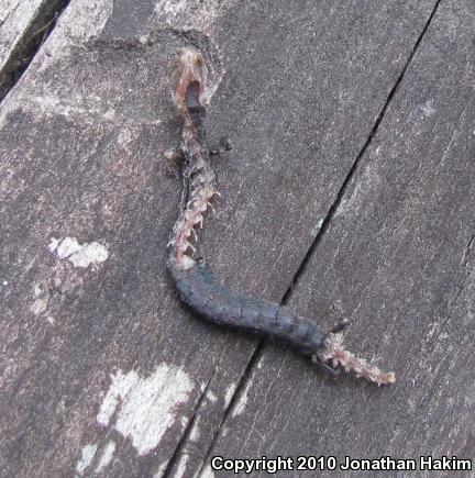 Black-bellied Slender Salamander (Batrachoseps nigriventris)