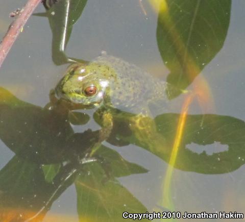 American Bullfrog (Lithobates catesbeianus)