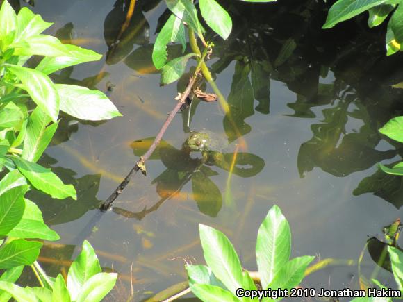 American Bullfrog (Lithobates catesbeianus)