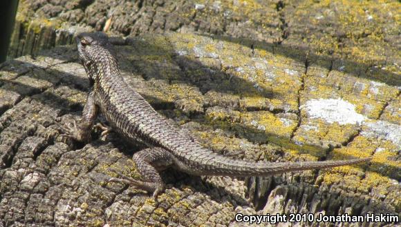 Great Basin Fence Lizard (Sceloporus occidentalis longipes)