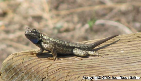 Great Basin Fence Lizard (Sceloporus occidentalis longipes)