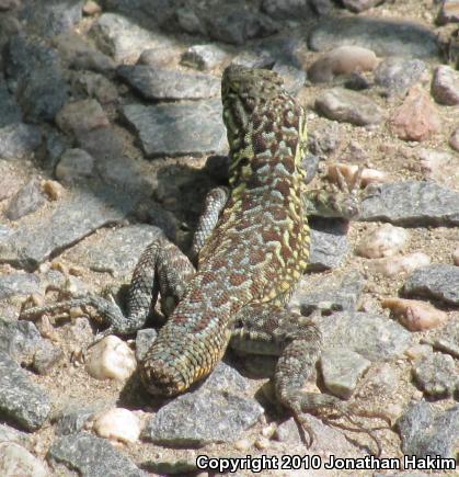 Western Side-blotched Lizard (Uta stansburiana elegans)