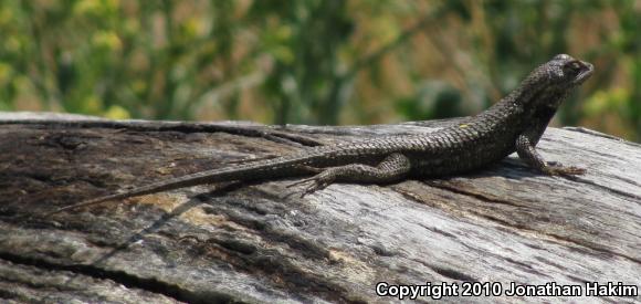 Great Basin Fence Lizard (Sceloporus occidentalis longipes)