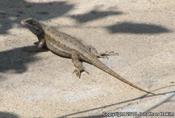 Great Basin Fence Lizard (Sceloporus occidentalis longipes)