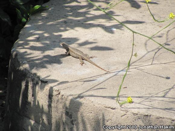 Great Basin Fence Lizard (Sceloporus occidentalis longipes)