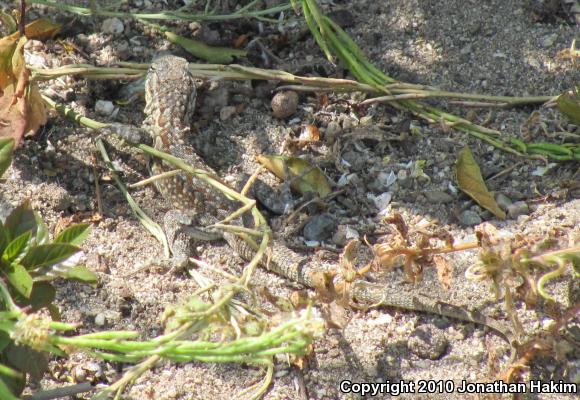 Western Side-blotched Lizard (Uta stansburiana elegans)