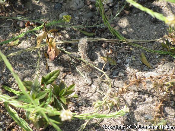 Western Side-blotched Lizard (Uta stansburiana elegans)