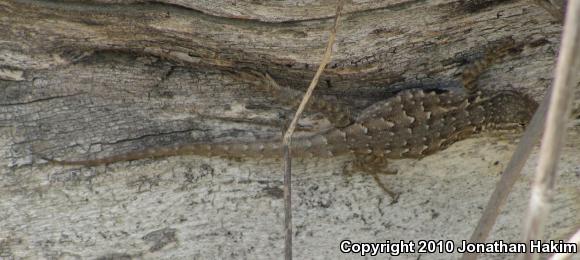 Western Side-blotched Lizard (Uta stansburiana elegans)