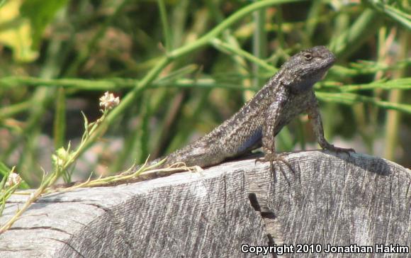 Great Basin Fence Lizard (Sceloporus occidentalis longipes)