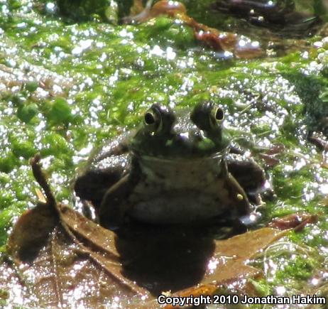 American Bullfrog (Lithobates catesbeianus)