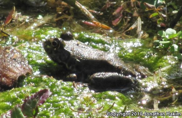 American Bullfrog (Lithobates catesbeianus)