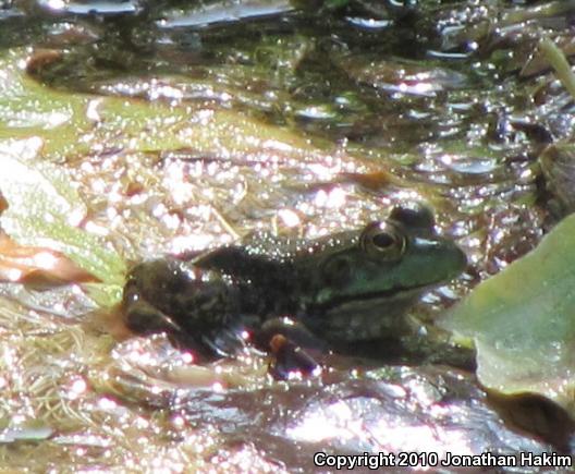 American Bullfrog (Lithobates catesbeianus)