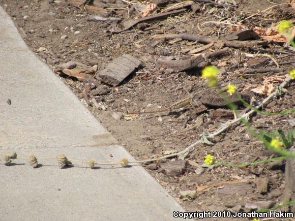 Great Basin Fence Lizard (Sceloporus occidentalis longipes)