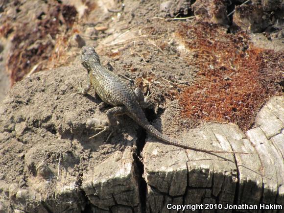 Great Basin Fence Lizard (Sceloporus occidentalis longipes)