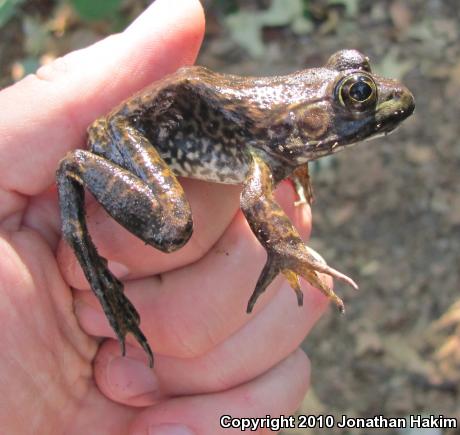 American Bullfrog (Lithobates catesbeianus)