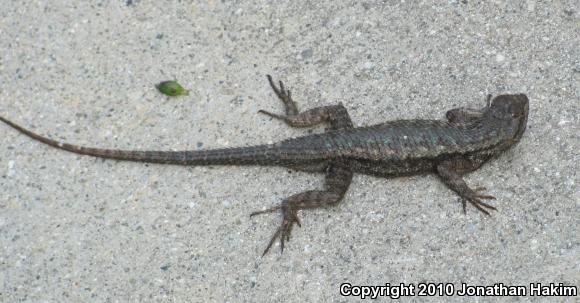 Great Basin Fence Lizard (Sceloporus occidentalis longipes)