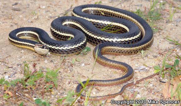 California Striped Racer (Coluber lateralis lateralis)