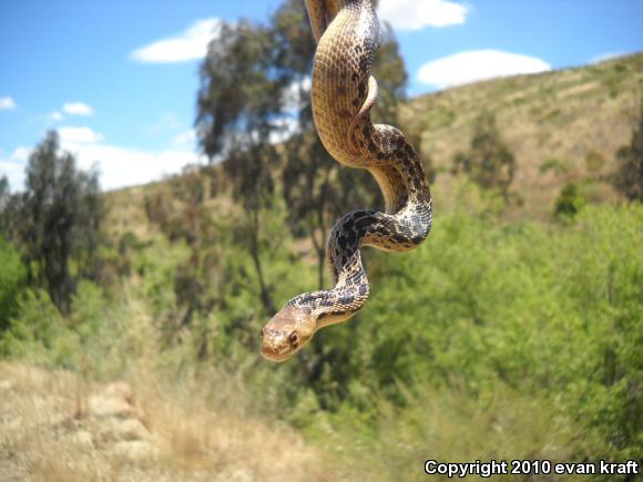 San Diego Gopher Snake (Pituophis catenifer annectens)