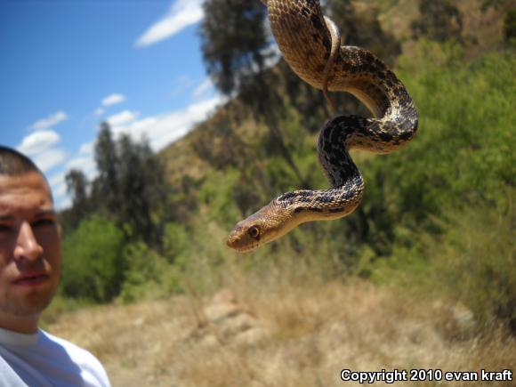 San Diego Gopher Snake (Pituophis catenifer annectens)