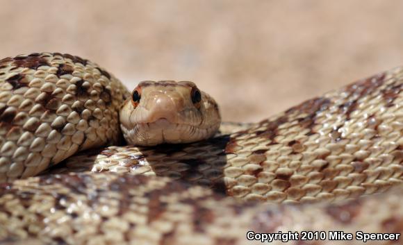 San Diego Gopher Snake (Pituophis catenifer annectens)