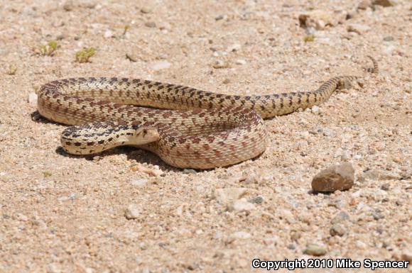 San Diego Gopher Snake (Pituophis catenifer annectens)