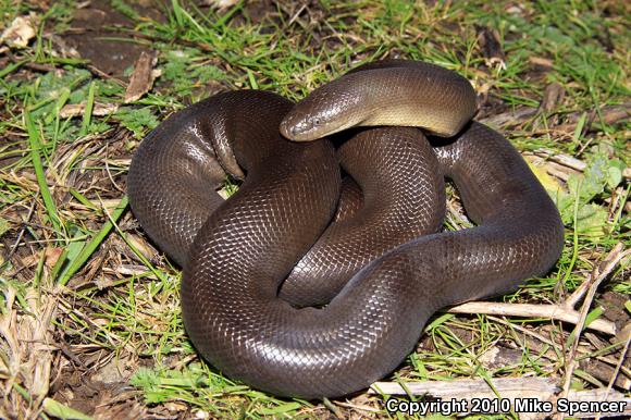 Northern Rubber Boa (Charina bottae)