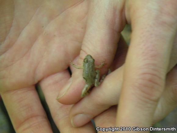 Spring Peeper (Pseudacris crucifer)