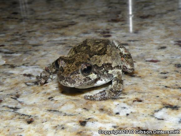 Gray Treefrog (Hyla versicolor)