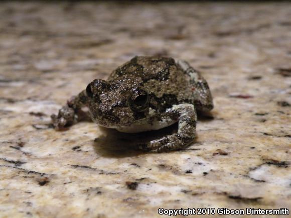 Gray Treefrog (Hyla versicolor)