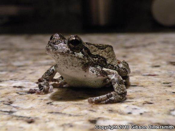 Gray Treefrog (Hyla versicolor)