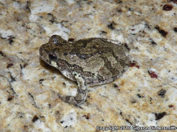 Gray Treefrog (Hyla versicolor)