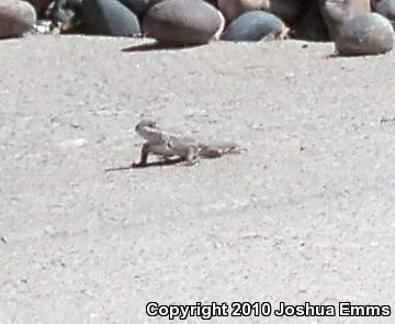 Southwestern Fence Lizard (Sceloporus cowlesi)