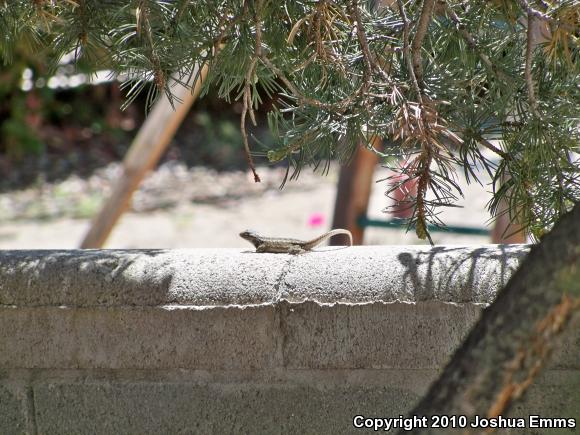 Southwestern Fence Lizard (Sceloporus cowlesi)