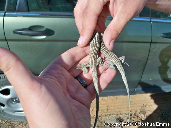 New Mexico Whiptail (Aspidoscelis neomexicana)