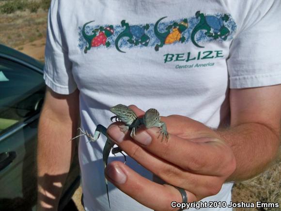 New Mexico Whiptail (Aspidoscelis neomexicana)