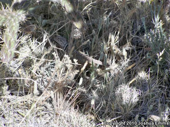 Eastern Collared Lizard (Crotaphytus collaris)