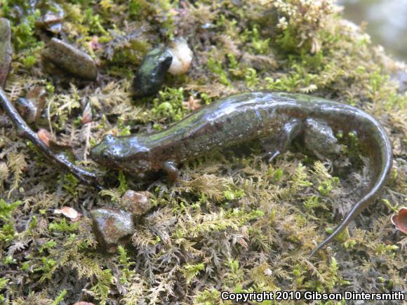 Northern Dusky Salamander (Desmognathus fuscus)