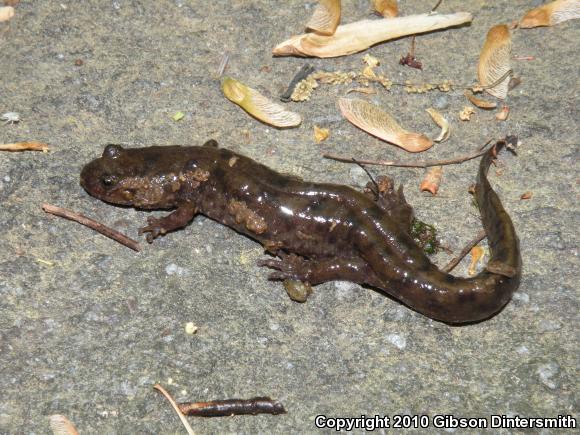 Northern Dusky Salamander (Desmognathus fuscus)