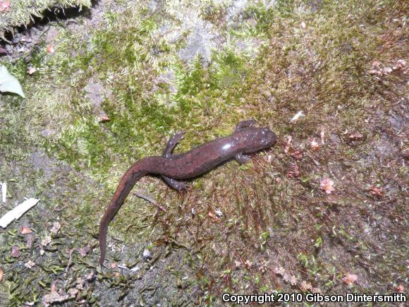 Northern Dusky Salamander (Desmognathus fuscus)