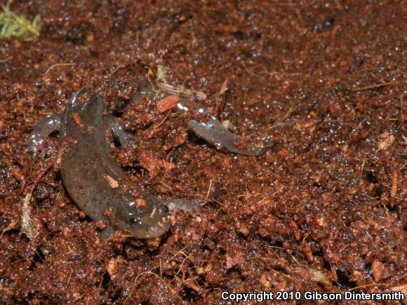 Northern Dusky Salamander (Desmognathus fuscus)